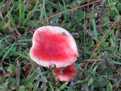 [Flat-topped mushroom with a mostly red topskin and serrated edges with a couple of small chunks missing. There appears to be another red-topped one below it.]